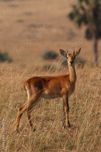 The Ugandan kob, a subspecies of the kob, a type of reddish antelope occurring in sub-Saharan Africa. Picture from its natural environment.