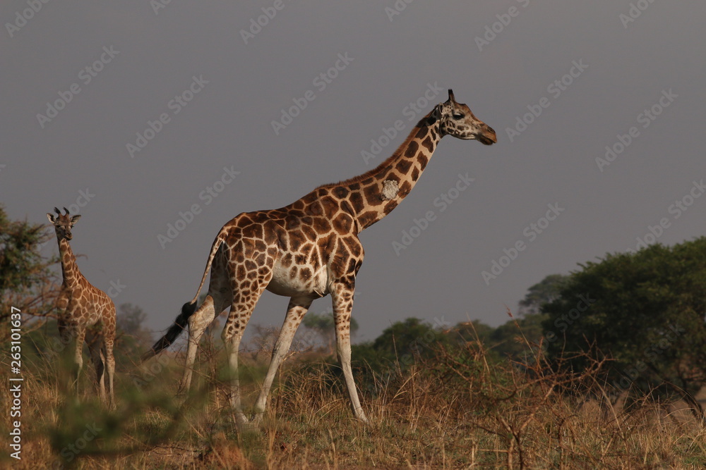 Fototapeta premium Rothschild's giraffe, a subspecies of the giraffe occurring in Uganda. It is one of the most endangered distinct populations of giraffe, with around two thousand estimated in the wild.