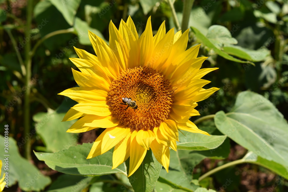 Bee on a sunflower Bee on a sunflower