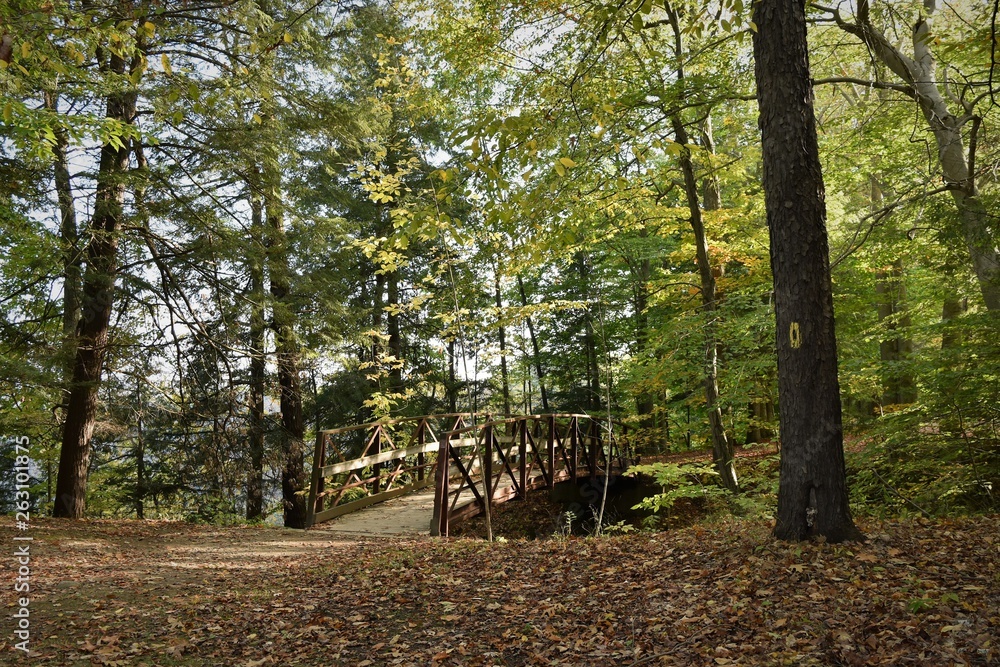 Wooden walkway through the trees during Autumn