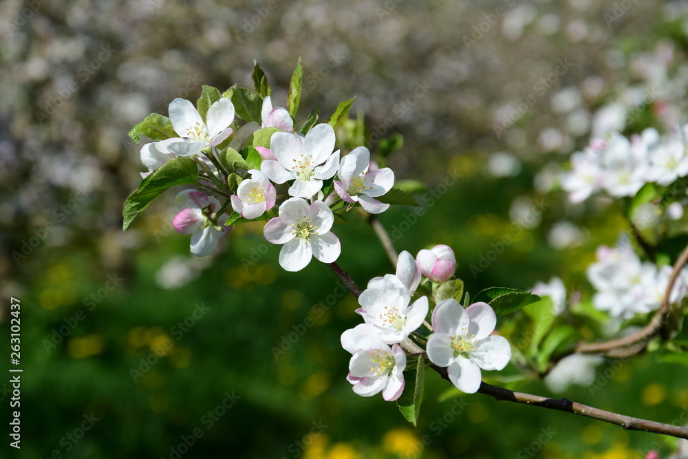 Apfelblüten - Apfelbaumblüte in Südtirol - Der Frühling ist da