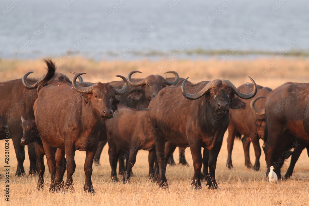 The African buffalo, also called the Cape buffalo (Syncerus caffer), a large Sub-Saharan African bovine. Picture from a safari in the savanna, natural environment of wild buffalos. The African buffalo, also called the Cape buffalo (Syncerus caffer), a large Sub-Saharan African bovine. Picture from a safari in the savanna, natural environment of wild buffalos.
