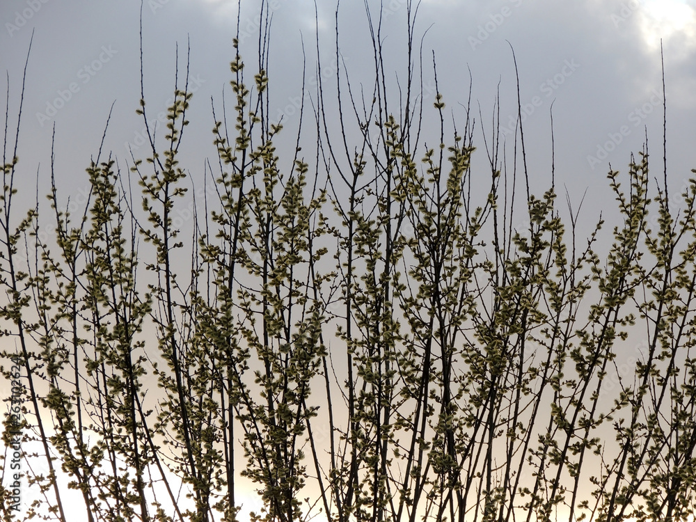 Blooming goat willow,Salix caprea, against the sky