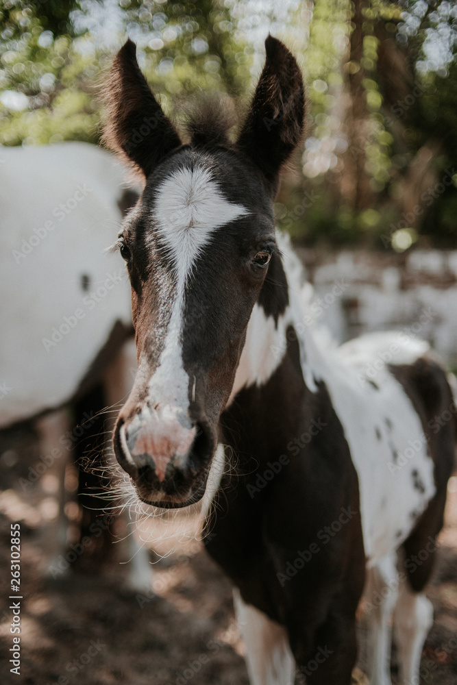 Fototapeta premium Newborn foal horse black and white