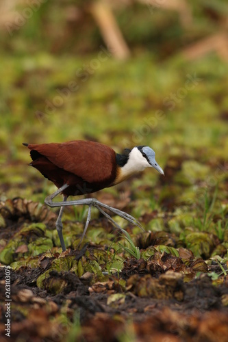 The African jacana, a wader in the family Jacanidae, identifiable by long toes and long claws that enable them to walk on floating vegetation in shallow lakes, in its natural habitat.