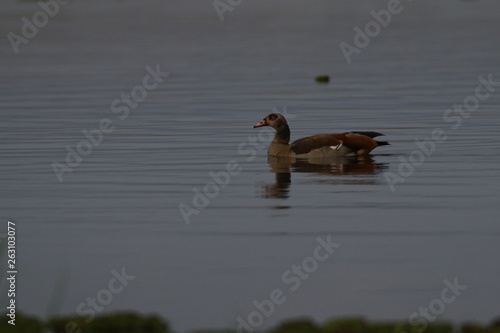Egyptian goose on the bank of Nile river in Uganda. Pisture from tha safari in Africa.