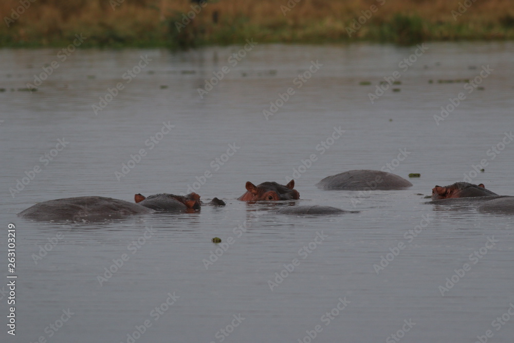 Fototapeta premium African hippopotamus in its natural environment. A well known large animal occuring around african rivers and wetlands in its natural environment.