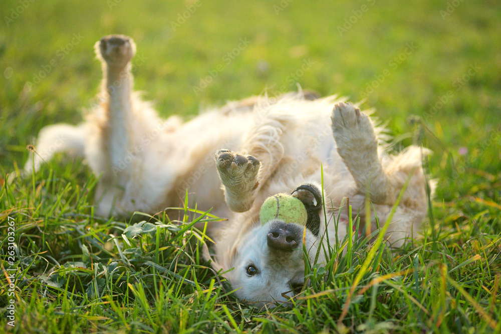 Golden retriever si rotola sull'erba a pancia in su con una pallina in bocca Golden retriever si rotola sull'erba a pancia in su con una pallina in bocca