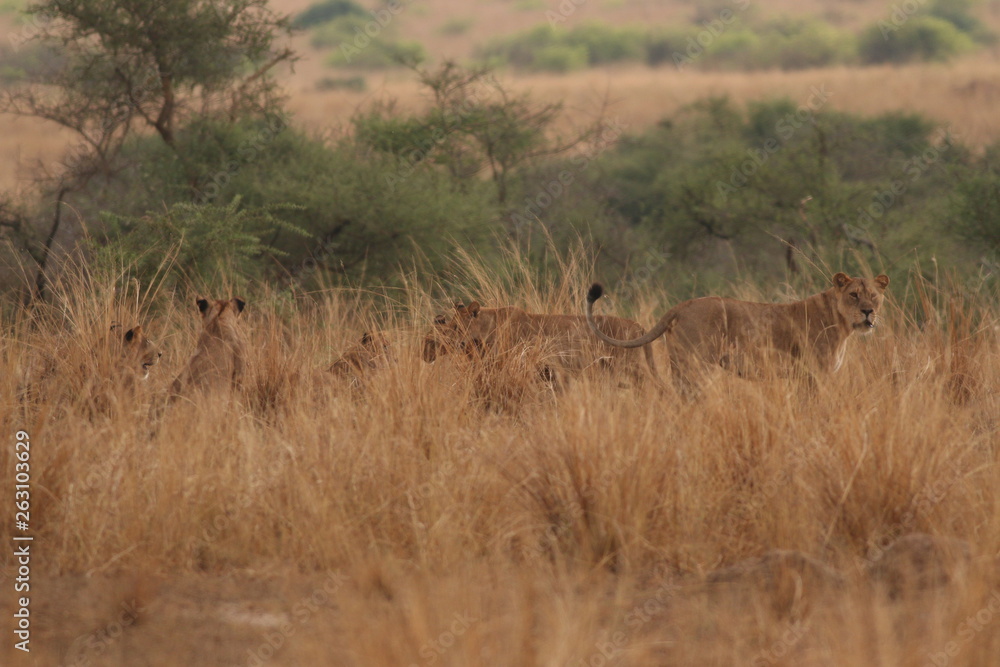 Wild African lions in the savannah. A noble predatory cat in its natural habitat.