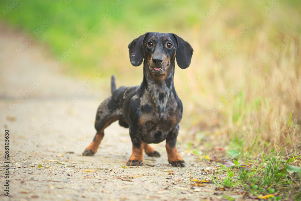 bassotto arlecchino nero maschio