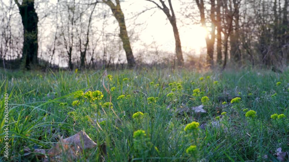 Wild rapeseed, Brassica napus L. var. napus in the forest during sunset at the beginning of spring. Slide Left to Right Wild rapeseed, Brassica napus L. var. napus in the forest during sunset at the beginning of spring. Slide Left to Right