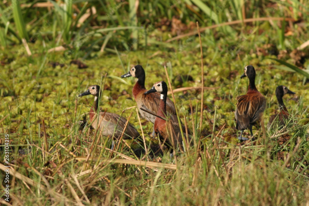 Flock of White-faced whistling ducks in their natural environment, on the bank of the Nile river. Flock of White-faced whistling ducks in their natural environment, on the bank of the Nile river.