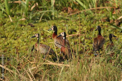 Flock of White-faced whistling ducks in their natural environment, on the bank of the Nile river. © Jiri Prochazka