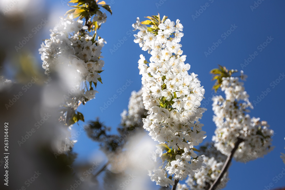Cherry tree with white blossom from Germany