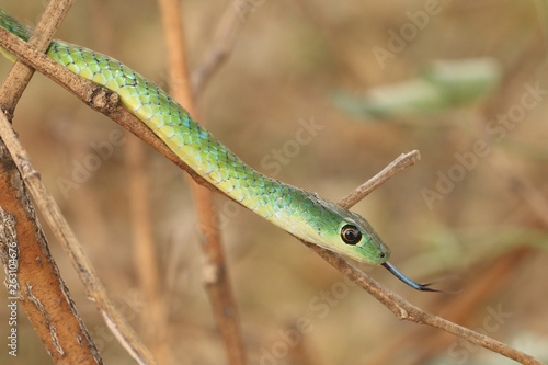 The spotted bush snake, a species of non-venomous colubrid snake, endemic to Africa in its natural environment.