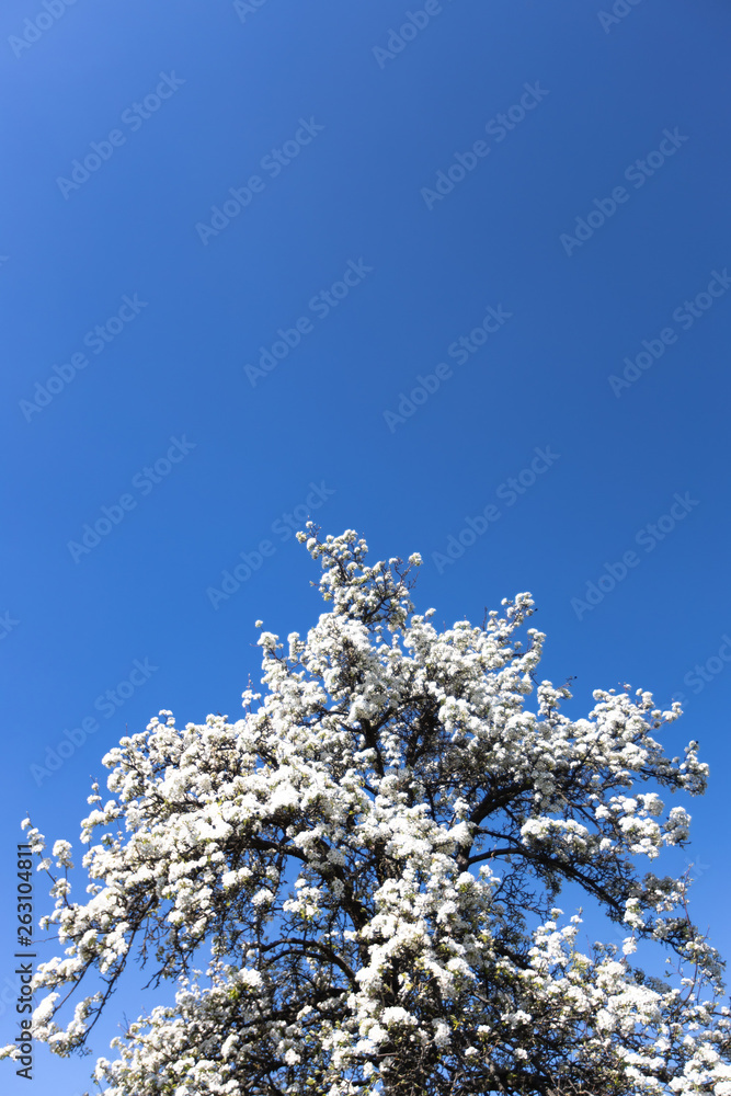 Cherry tree with white blossom from Germany Cherry tree with white blossom from Germany