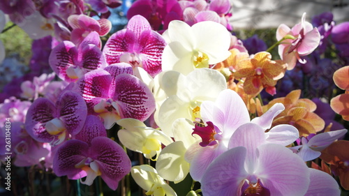 Multicolor Orchid