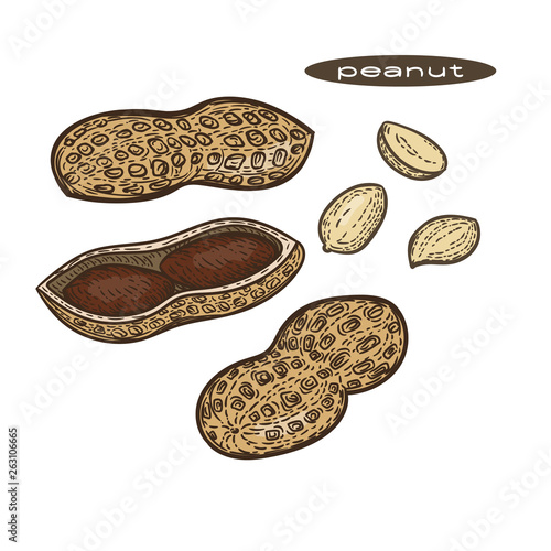Vector hand drawn set of peanuts.