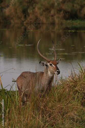 Defassa waterbuck, a common large antelope occurring in sub-Saharan Africa. A wonderful ungulate in its natural environment.