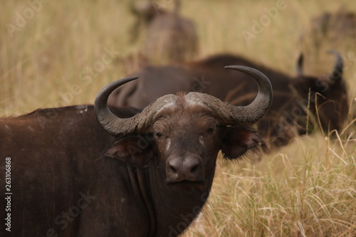 The African buffalo, also called the Cape buffalo (Syncerus caffer), a large Sub-Saharan African bovine. Picture from a safari in the savanna, natural environment of wildbuffalos.