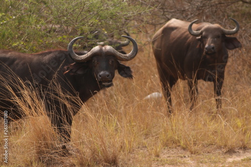 The African buffalo, also called the Cape buffalo (Syncerus caffer), a large Sub-Saharan African bovine. Picture from a safari in the savanna, natural environment of wildbuffalos.