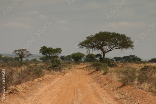 Road through the African savannah  a picture made on safari in Uganda. Acacia trees and palms and dry grassland  which host lot of large animals.