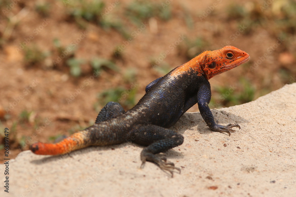 Male of the mwanza flat-headed rock agama on a close up picture. A colorful african species sometimes kept as a pet. Male of the mwanza flat-headed rock agama on a close up picture. A colorful african species sometimes kept as a pet.