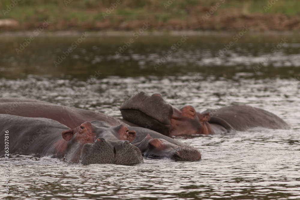 African hippopotamus in its natural environment. A well known large animal occuring around african rivers and wetlands in its natural environment. African hippopotamus in its natural environment. A well known large animal occuring around african rivers and wetlands in its natural environment.