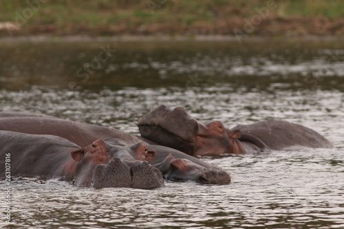 African hippopotamus in its natural environment. A well known large animal occuring around african rivers and wetlands in its natural environment.