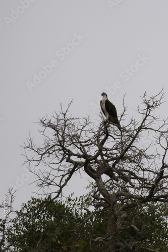 The Osprey, also called sea hawk, river hawk, and fish hawk, a diurnal, fish-eating bird of prey with a cosmopolitan range. Picture from safari in Africa.