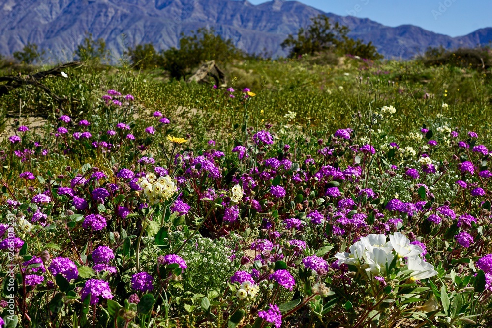 field of purple wildflowers