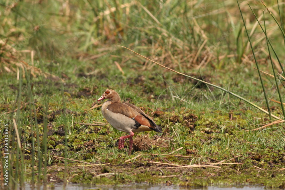 Egyptian goose on the bank of Nile river in Uganda. Pisture from tha safari in Africa.