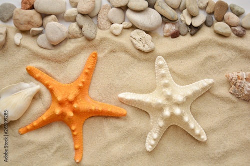 starfish and seashells on the sand of the beach.