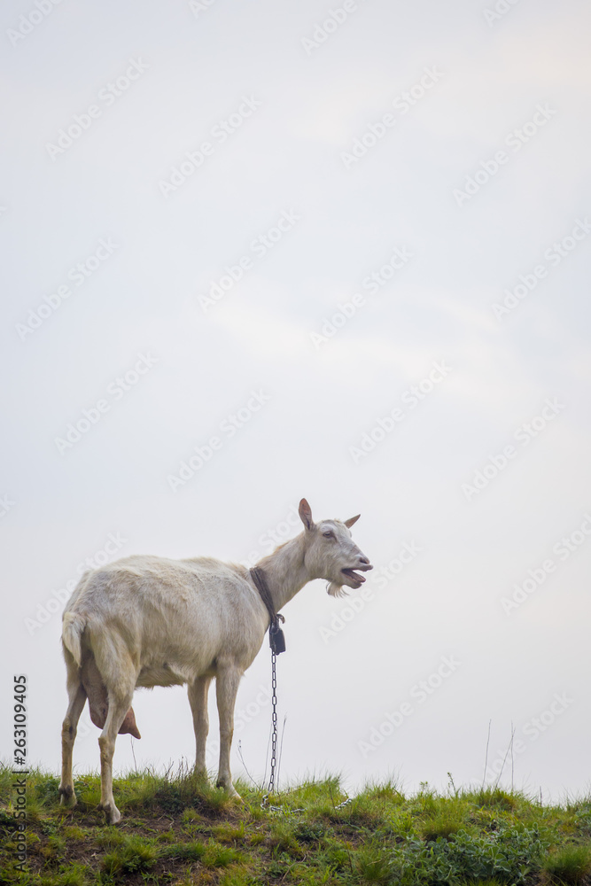 One female white goat standing on green grass on top of hill at sunset with blue sky in background One female white goat standing on green grass on top of hill at sunset with blue sky in background