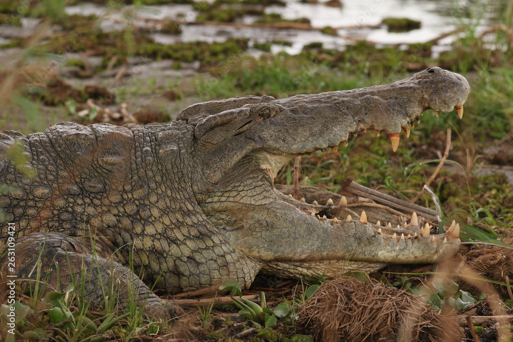 Obraz premium Nile crocodile lying on the bank of river Nile. A large predatory reptile species occurring in African wetlands, marshes and rivers in its natural environment.