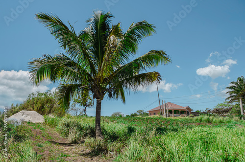 Short Coconut Palm Tree On Green Landscape