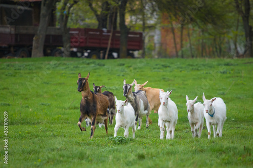 Small herd of goats standing on green grass with house in background. Different colored goats herd