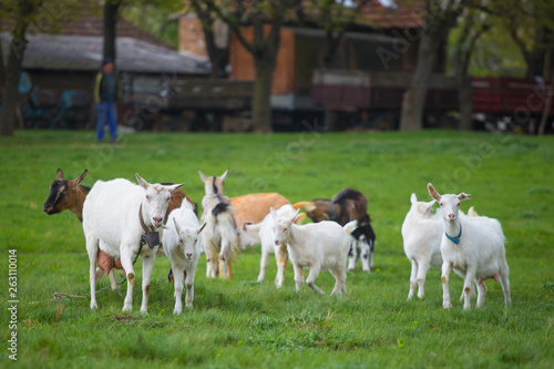 Small herd of goats standing on green grass with house in background. Different colored goats herd