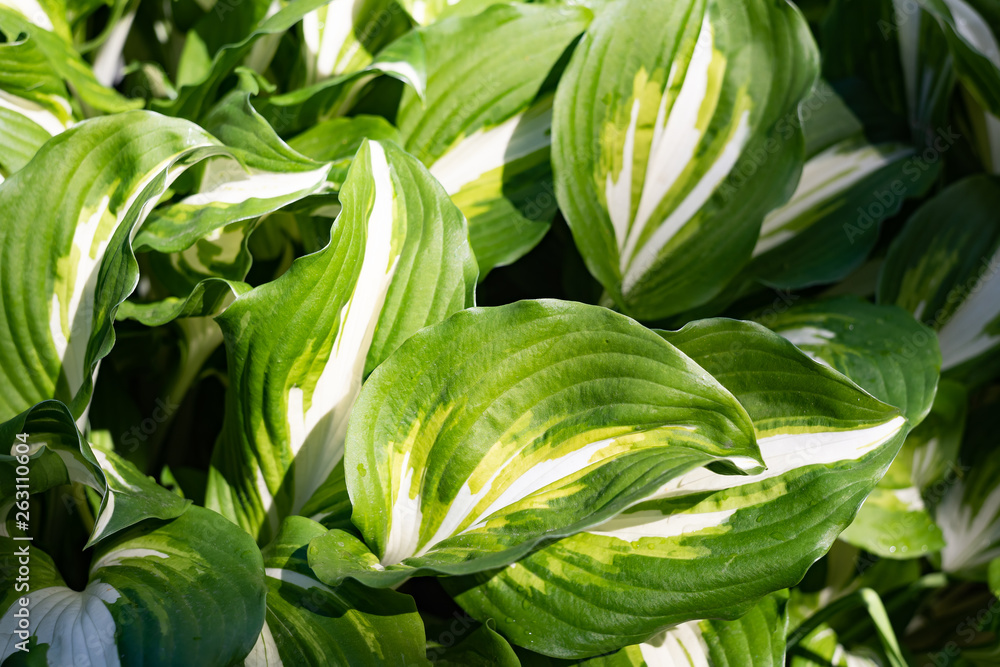Obraz premium White green leaves is hosta