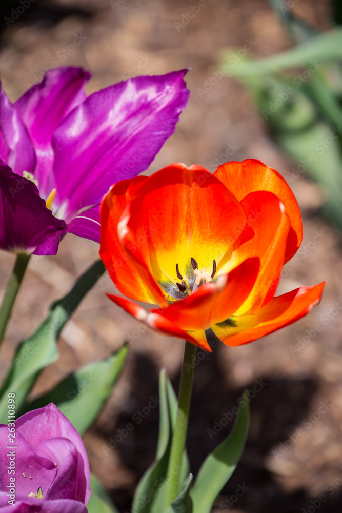 Fototapeta premium Flower Closeup Blooms