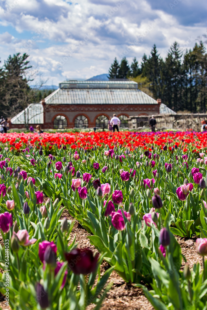 Spring Flower Rows