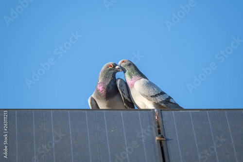 A pigeon love couple is sitting on the edge of a solar panel against a blue sky