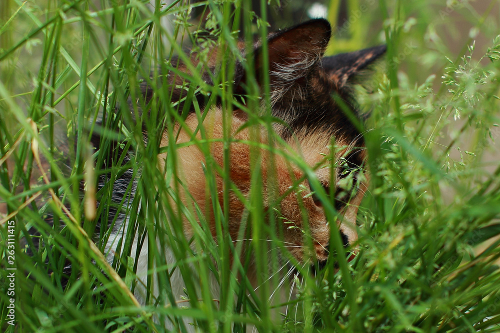 Obraz premium Tricolor cat hunts in the green grass. Homeless beast outdoors on a Sunny day. Kitty hides among the bushes