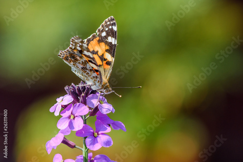 The Painted Lady butterfly on a purple flower of the Erysimum Bowles Mauve © FotoCorn