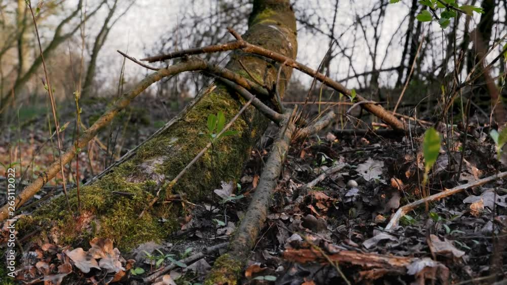 Bryophyta, Moss on the tree and groundcover during sunset in the forest at the beginning of spring Bryophyta, Moss on the tree and groundcover during sunset in the forest at the beginning of spring