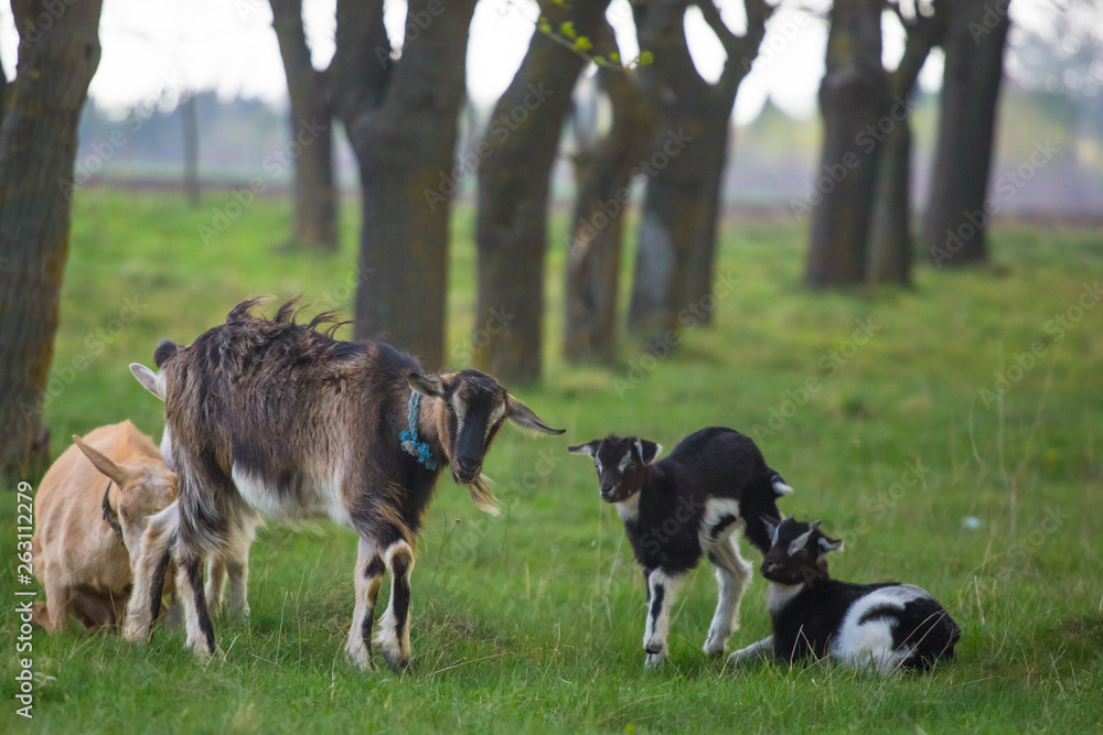 Mother goat standing next to two breeds on grass with tree line in background on strong wind