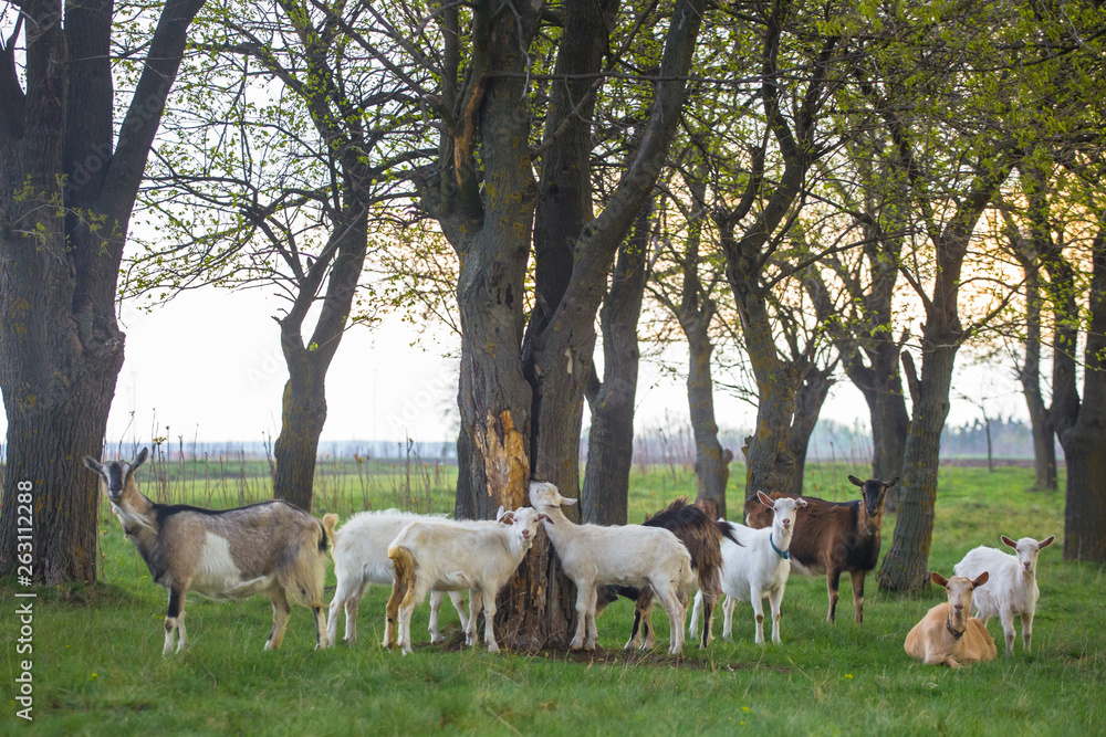 Small herd of goats standing on green grass with trees in background. Different colored goats herd Small herd of goats standing on green grass with trees in background. Different colored goats herd
