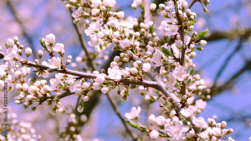 Spring flowering of fruit trees. White flowers on tree branches. Flower buds bloom. Spring flowering of fruit trees. White flowers on tree branches. Flower buds bloom.
