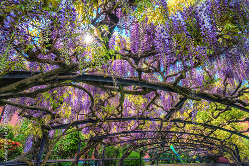 Ceiling of wisteria flowers in Ascona, south Switzerland