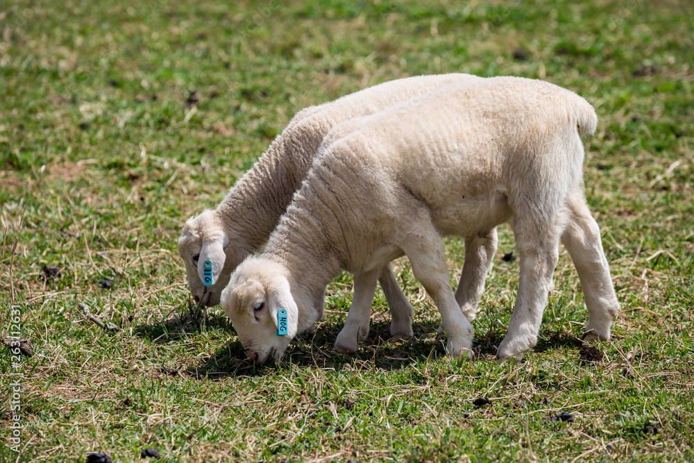 Sheep Pair